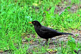 鳥,性質,動物