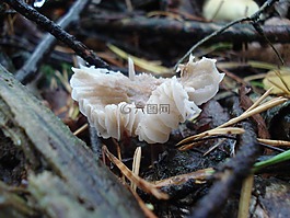 蘑菇,性質(zhì),秋季