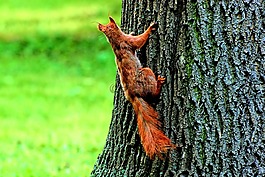 松鼠,性質(zhì),動物