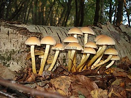 蘑菇,性質(zhì),秋季