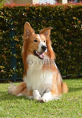 牧羊犬,狗,寵物