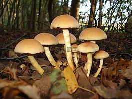 蘑菇,性質(zhì),秋季
