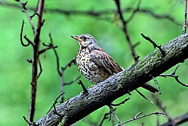 鳥,性質,動物