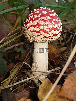 飛木耳,蘑菇,性質(zhì)