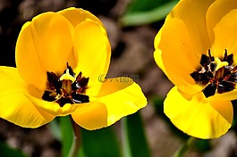 黄色郁金香,郁金香,tulpenbluete