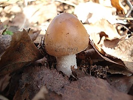 蘑菇,性質(zhì),秋季