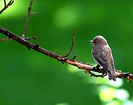 鳥,性質,動物