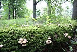 蘑菇,性質(zhì),秋季