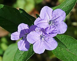 野生矮牽牛,特寫,矮牽牛
