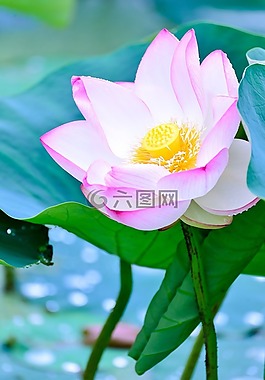 自然,植物,綠色