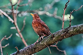 鳥,性質(zhì),動物
