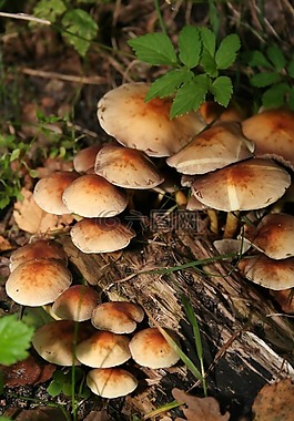 蘑菇,性質(zhì),秋季