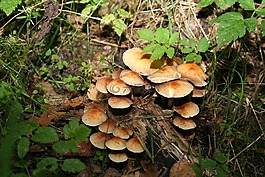 蘑菇,性質(zhì),秋季