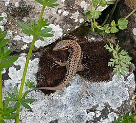 蜥蜴,性質(zhì),爬行動物