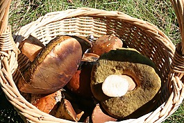 蘑菇,性質(zhì),秋季