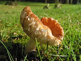 蘑菇,性質(zhì),秋季