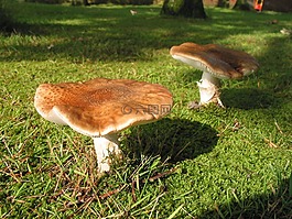 蘑菇,性質(zhì),秋季