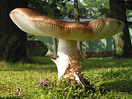 蘑菇,性質(zhì),秋季