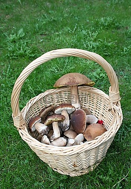 蘑菇,性質(zhì),秋季