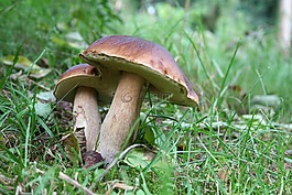蘑菇,性質(zhì),秋季