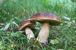 蘑菇,性質,秋季