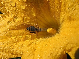開花,蜜蜂,性質(zhì)