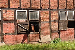 馬,馬穩(wěn)定,fachwerkhaus