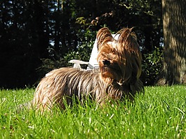 約克郡,小獵犬,狗
