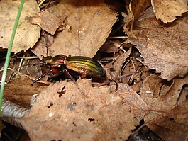 甲蟲,森林,krabbeltier
