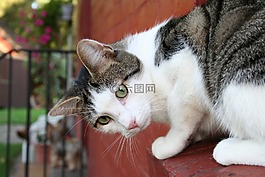 貓,墻,動物