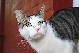 貓,墻,動物