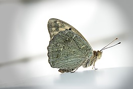 蝴蝶,昆蟲(chóng)