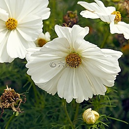 宇宙,鮮花,夏季花卉