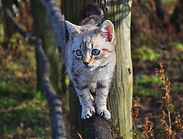 貓,動物,可愛