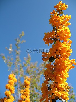 盛開,開花,植物區(qū)系