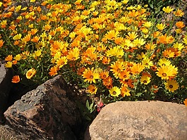 金盏花,asteracea,锅 mariogld