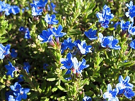 盛開,藍色,植物區(qū)系