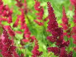 紅色,花,鮮花