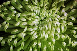 綠色,花,菊花