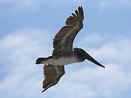 鵜,鳥,自然