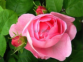 玫瑰,粉紅色,芽