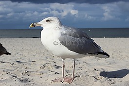 鷗,海鷗,鳥(niǎo)