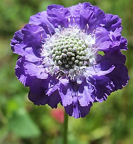 紫色花,植物,花園