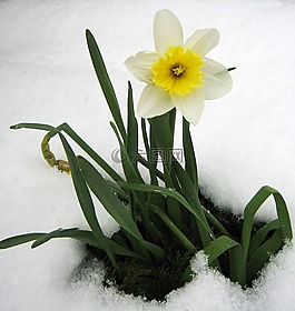 喇叭花,春,雪