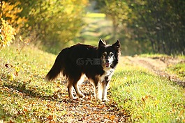 狗,邊境牧羊犬,秋季