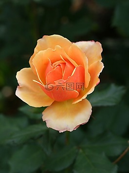 玫瑰,花,黃色