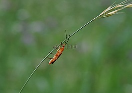 橙色甲虫,草地,夏季