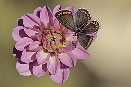 花,開花,嬌琴紗