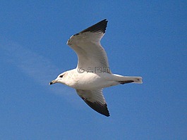 海鷗,鳥,白