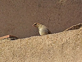 麻雀,屋頂,鳥